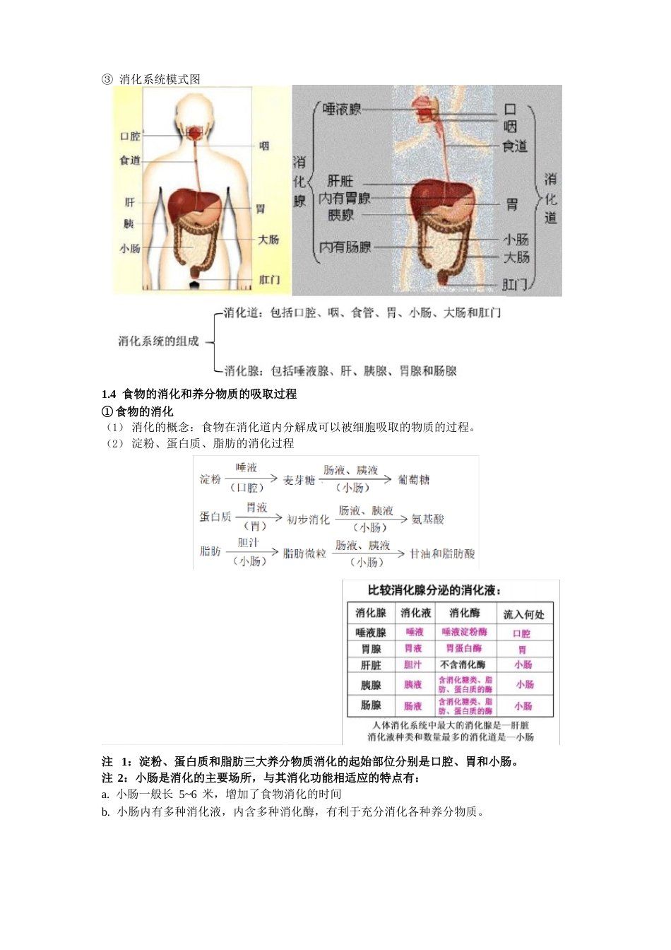 (高效提分)2023年初中生物中考总复习专题5-生物圈中的人(含真题及解析)_第3页