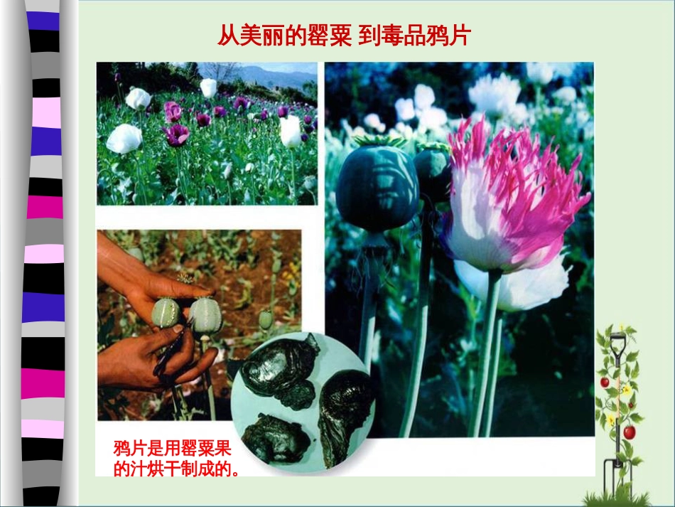-第一课-鸦片战争解读_第3页