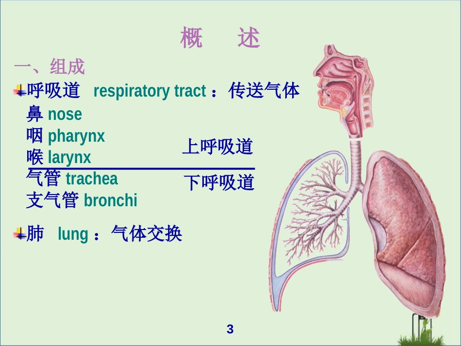 《呼吸系统》ppt课件模版_第3页