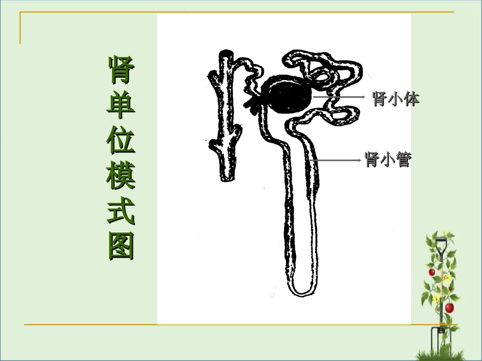 《健康评估》本科课件-尿液分析_第3页