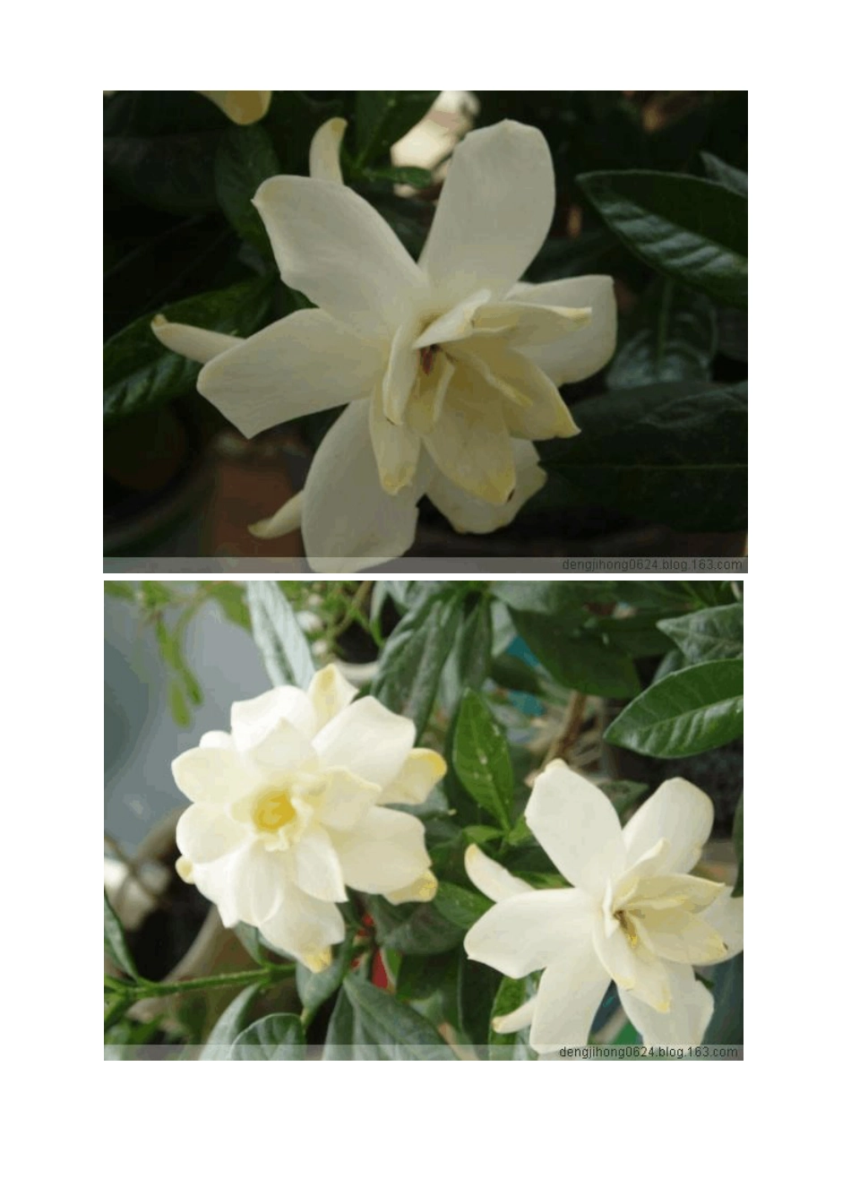 栀子花的养殖_第2页