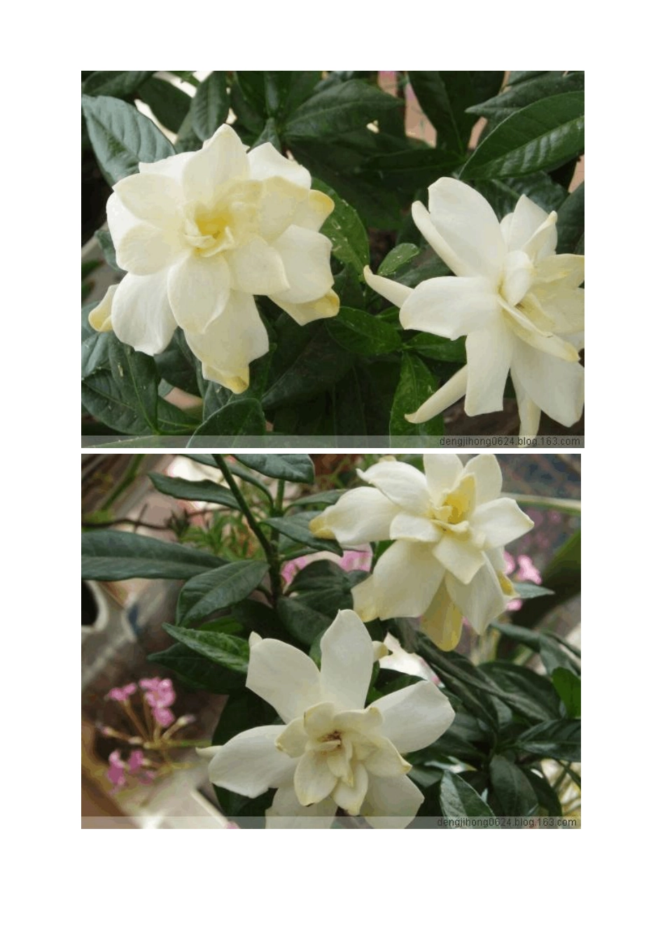 栀子花的养殖_第3页