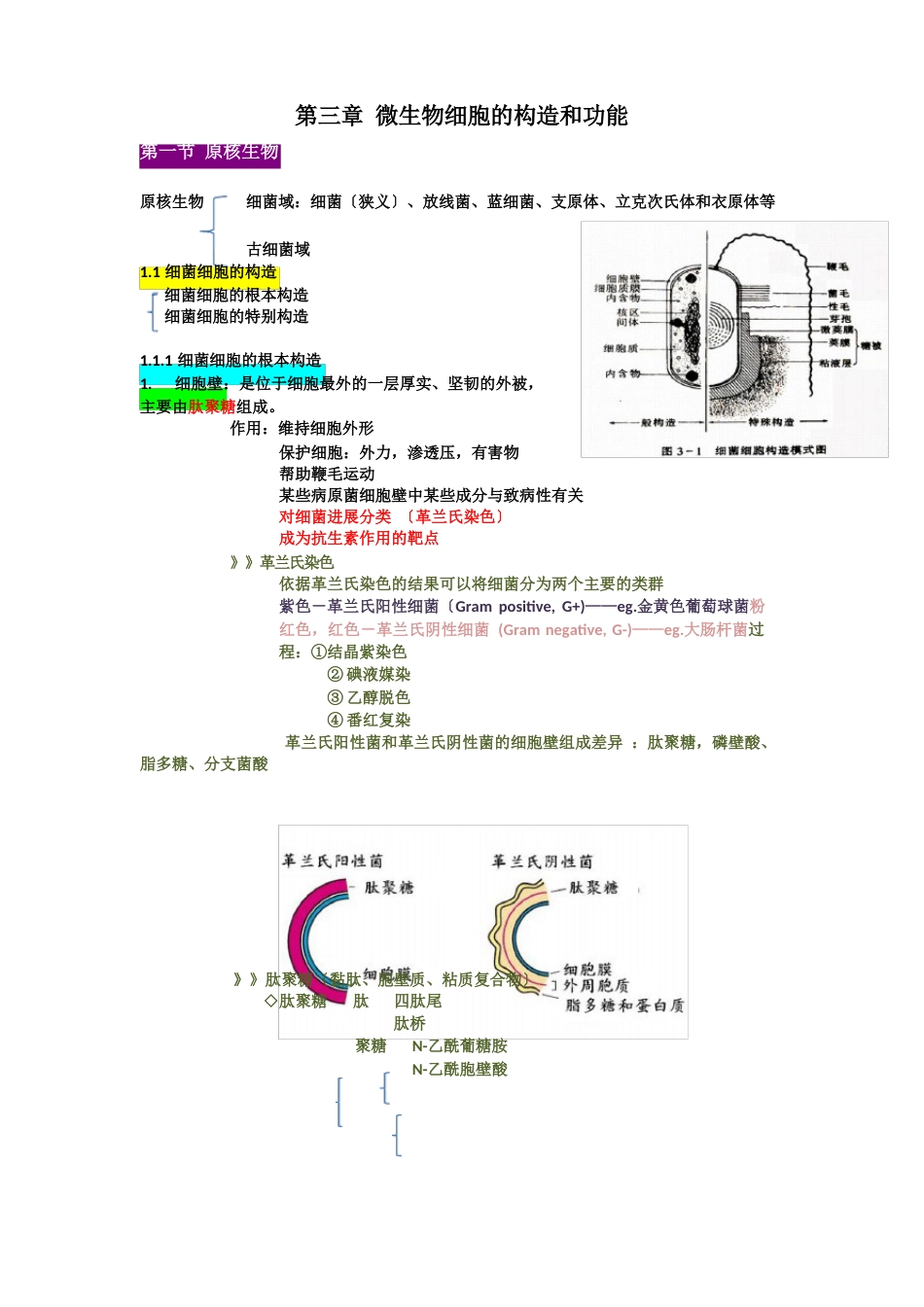 原核生物知识点_第1页