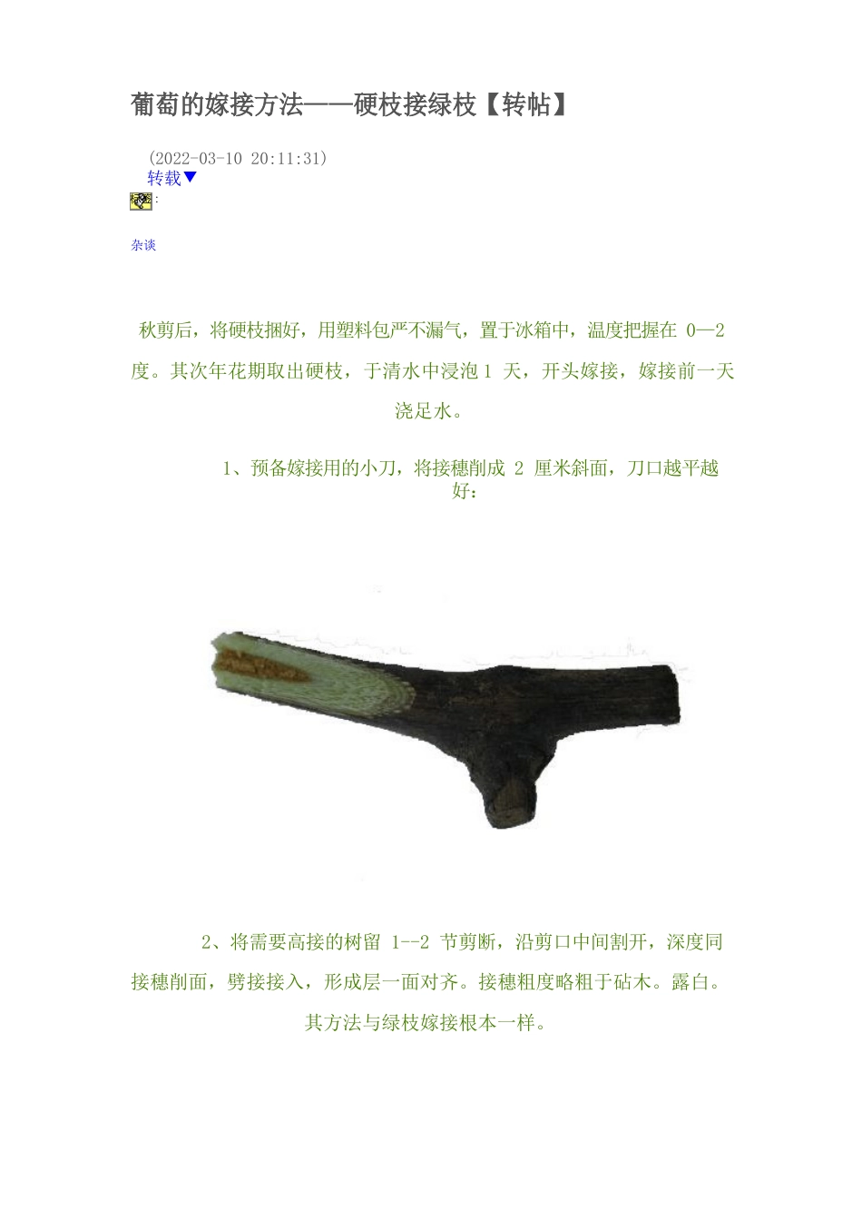 葡萄的嫁接方法_第1页