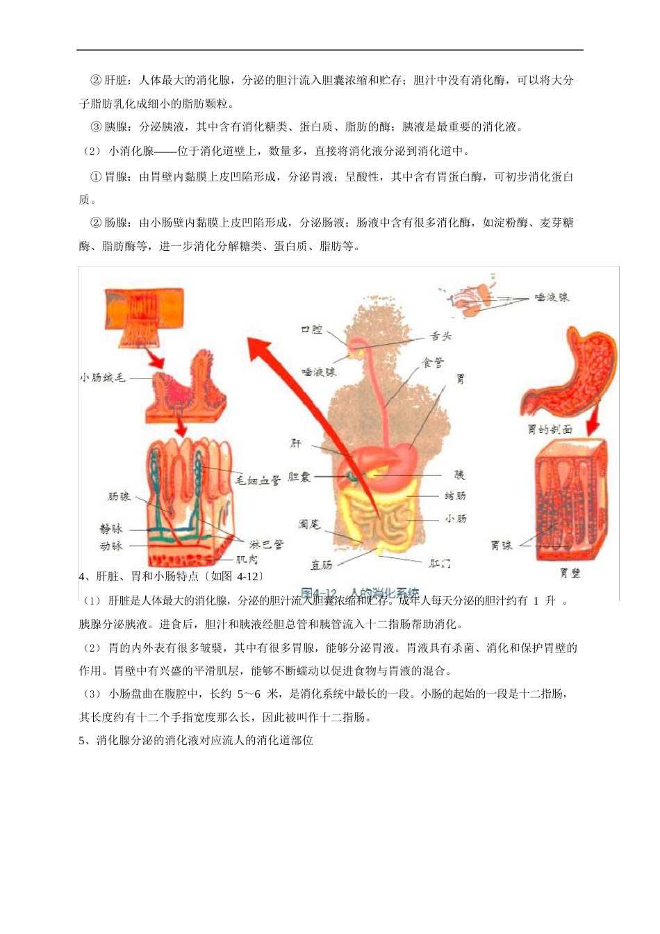 食物消化与吸收—浙教版九年级科学上册学案_第2页