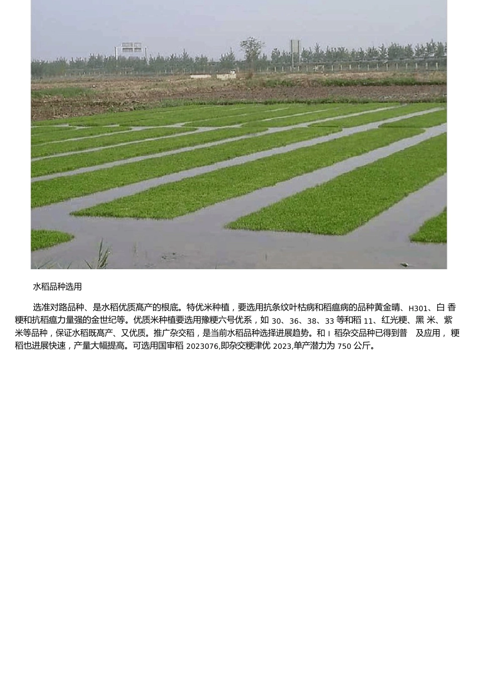 水稻育苗技术_第2页