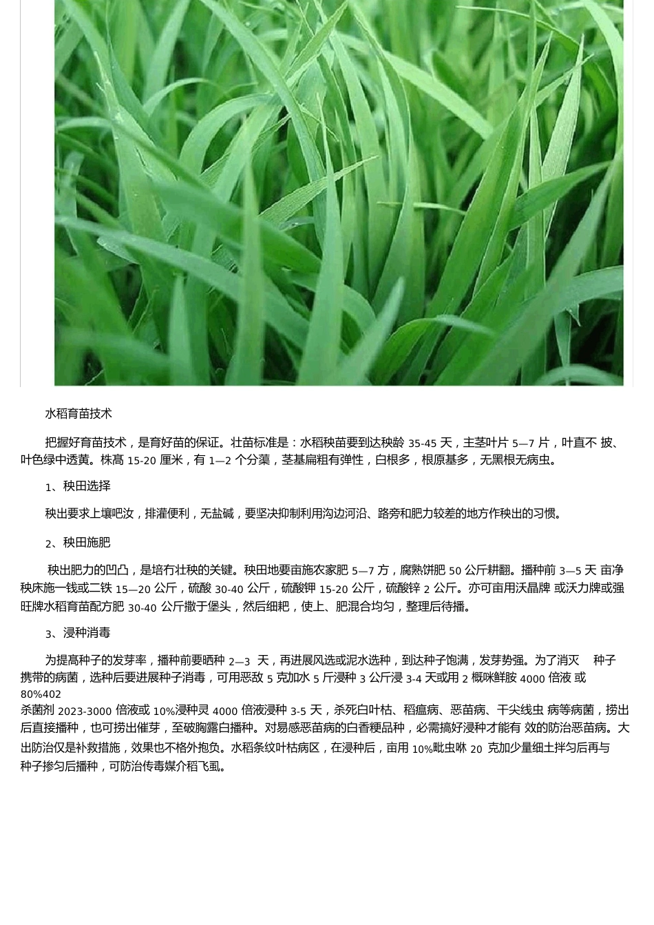 水稻育苗技术_第3页