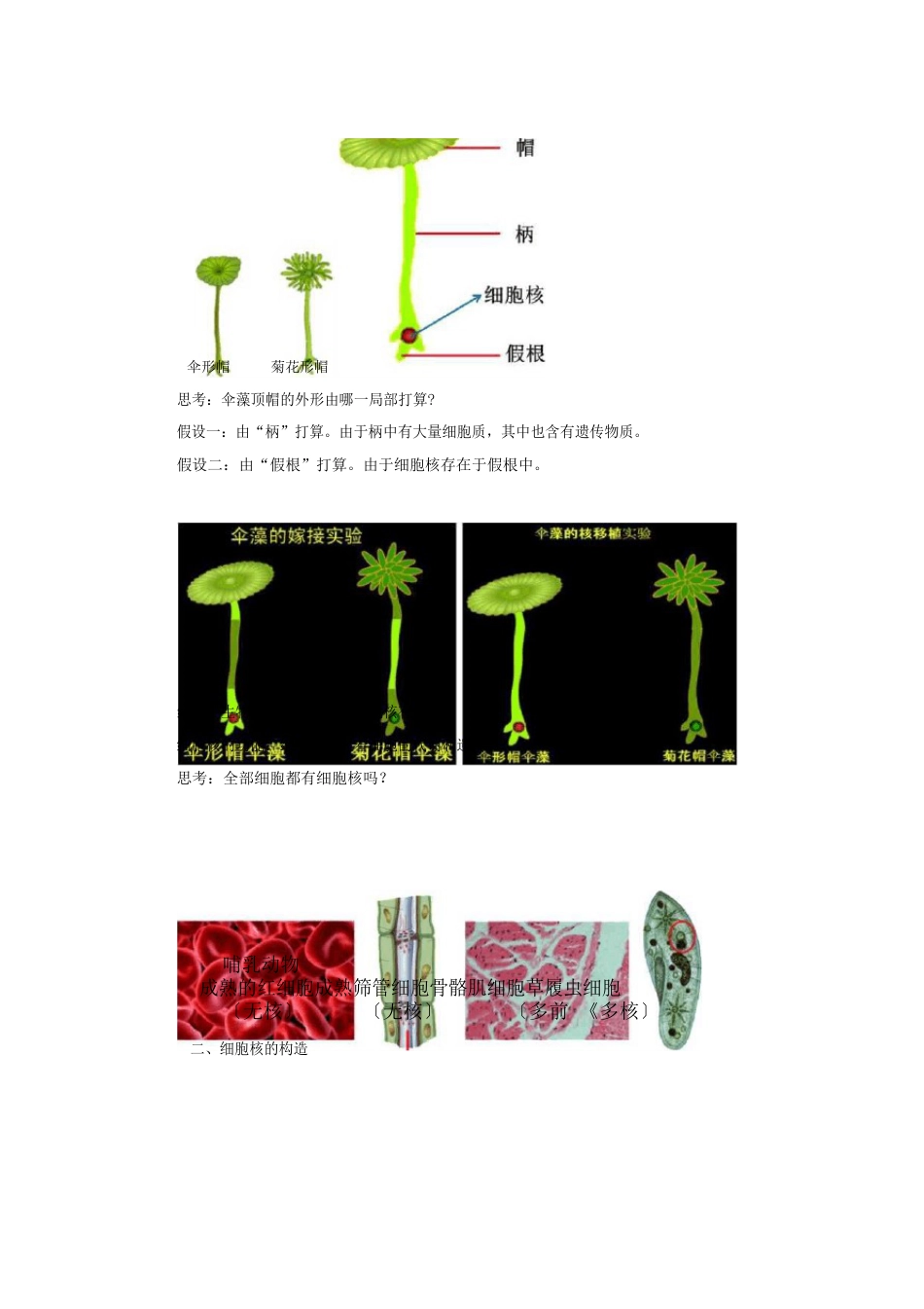 《细胞核的结构和功能》教案和导学案_第3页