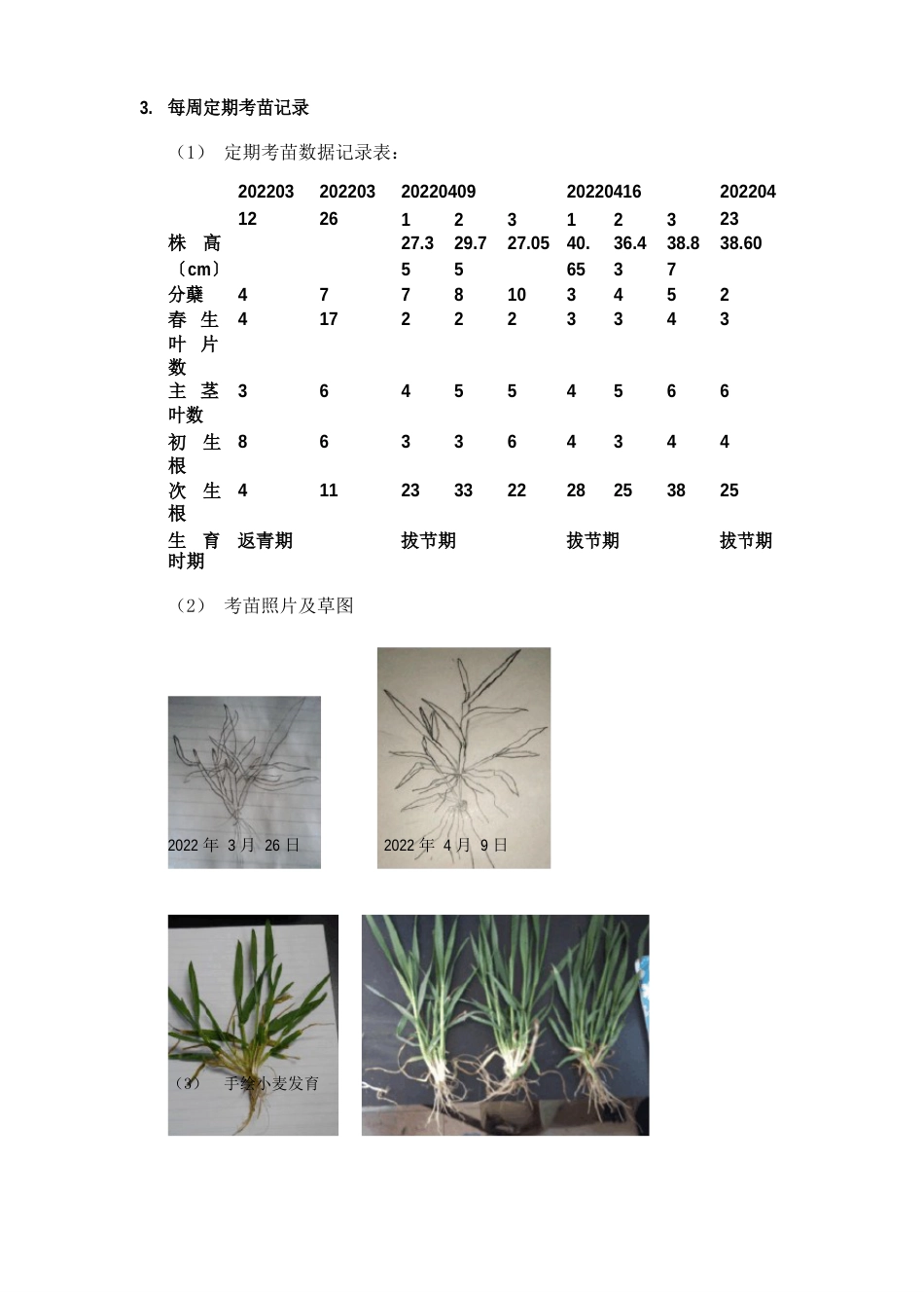 小麦报告-田间实验报告_第3页