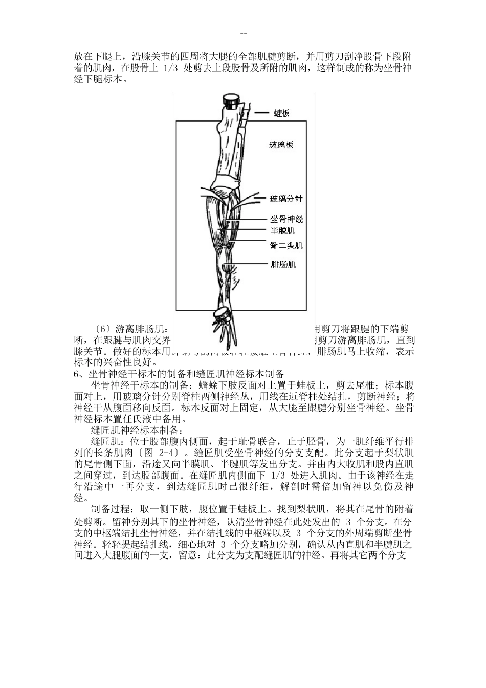 蟾蜍坐骨神经腓肠肌标本的制备、坐骨神经干标本的制备、缝匠肌神经标本制备_第3页