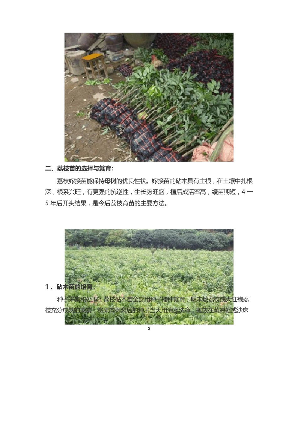 荔枝种植管理技术大全_第3页