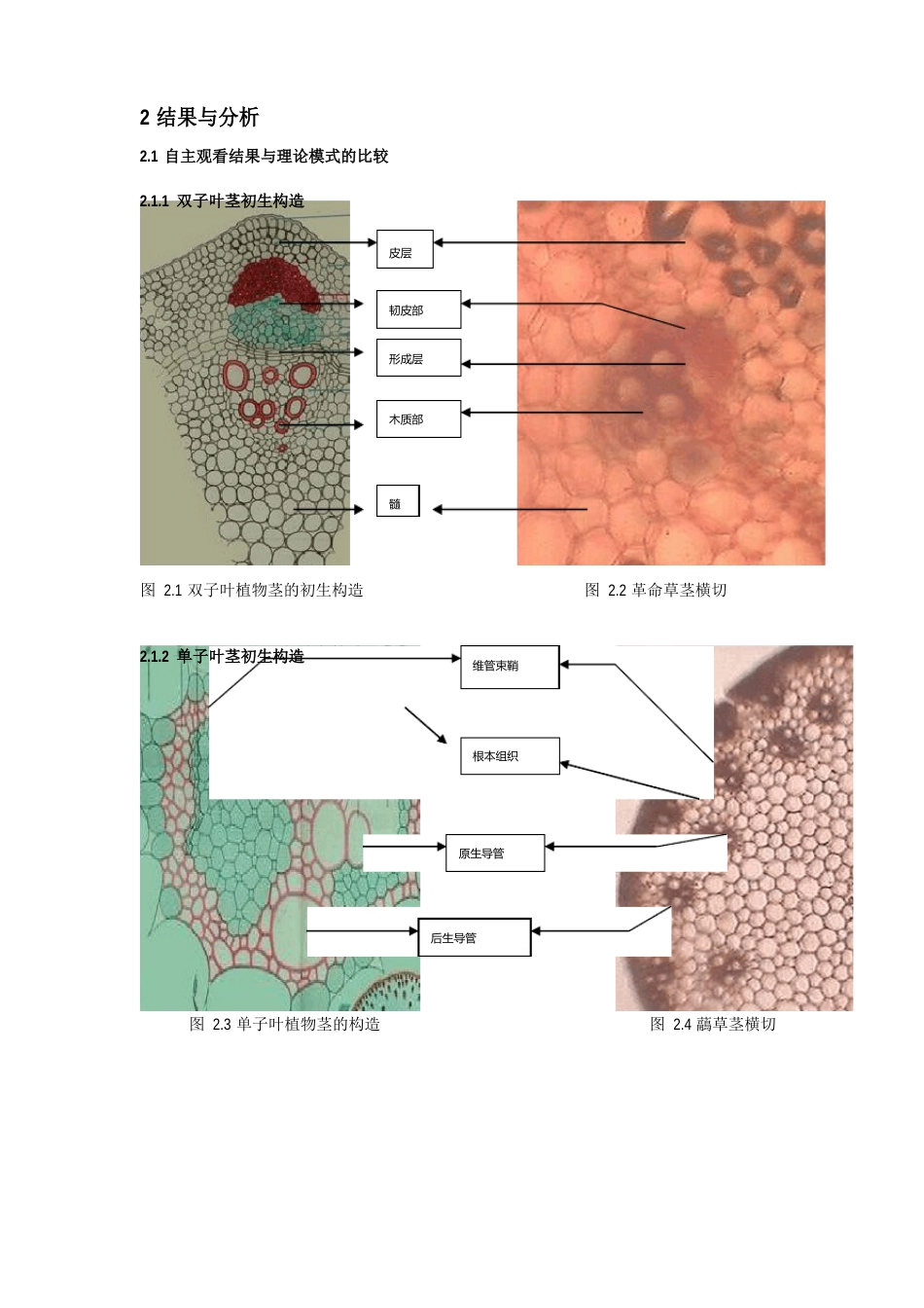 植物营养器官结构比较及繁殖器官结构与发育试验报告_第2页