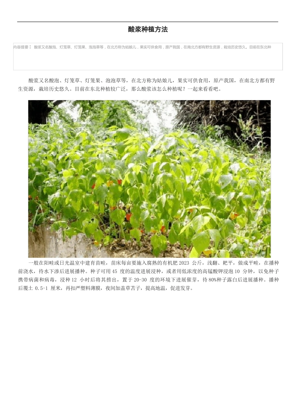 酸浆种植方法_第1页