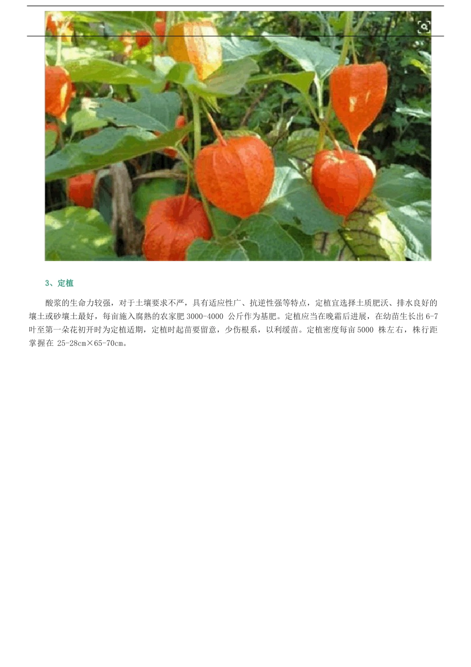 酸浆种植方法_第3页