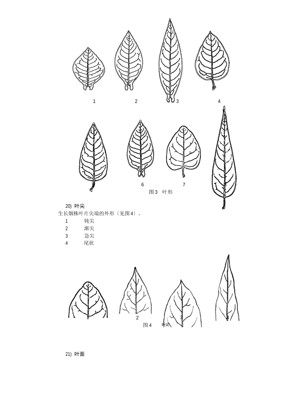 烟草形态特征和生物学特性_第3页