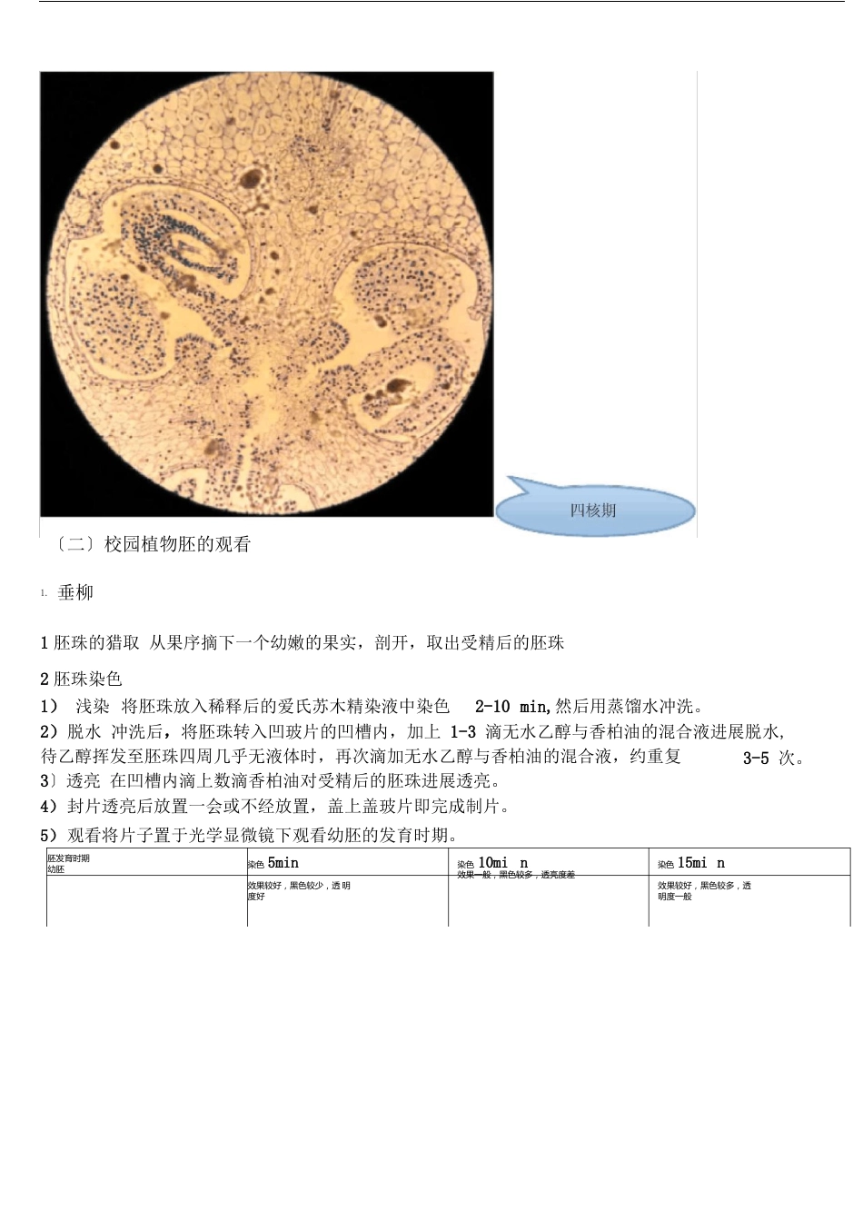 被子植物果实的形态结构及胚的发育实验报告_第3页