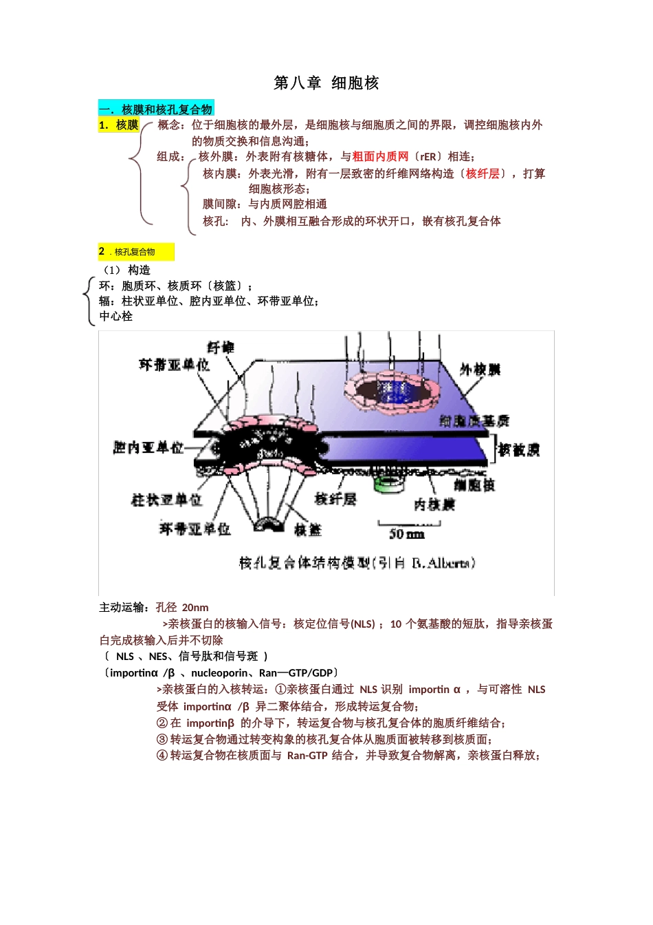 细胞生物学细胞核知识点_第1页