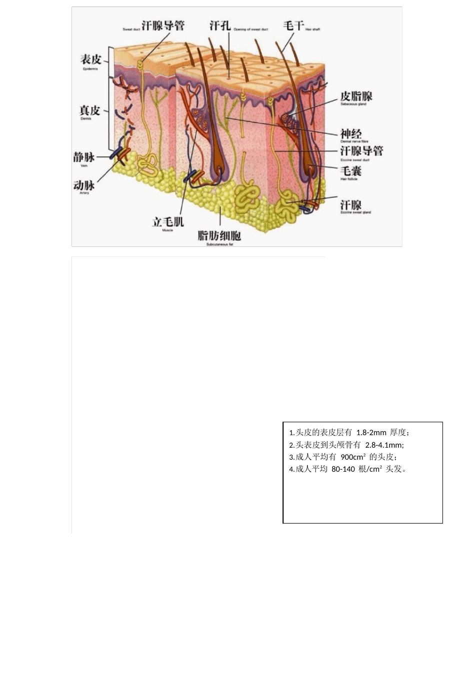 毛发：专业知识_第3页