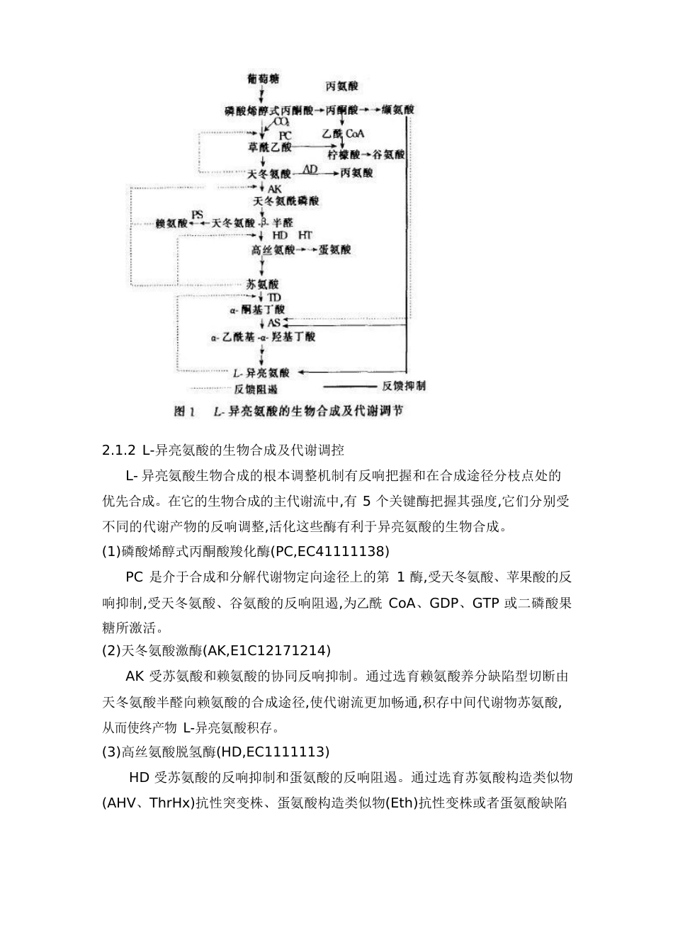 氨基酸发酵_第3页