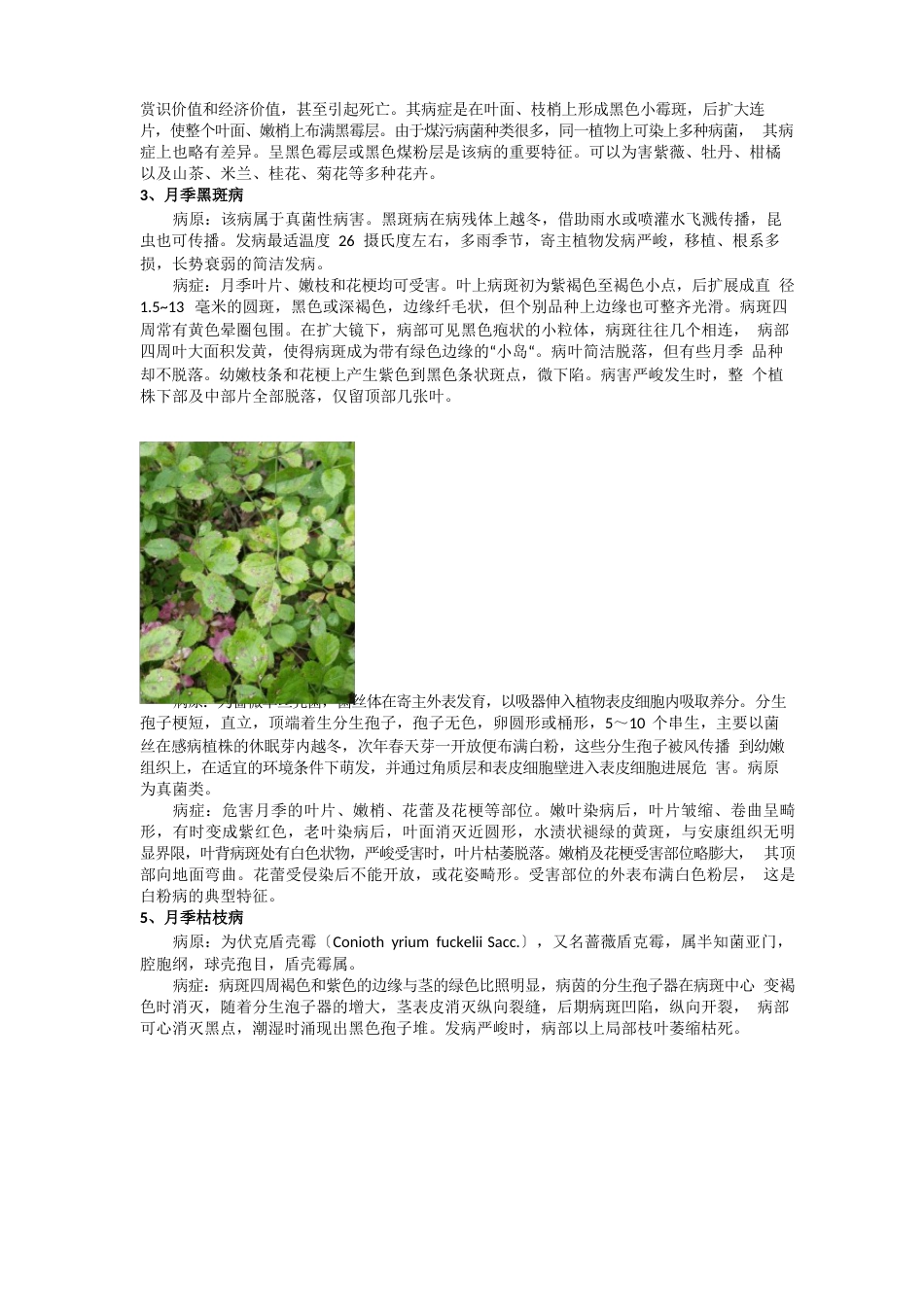 园林植物病虫害调查报告_第2页