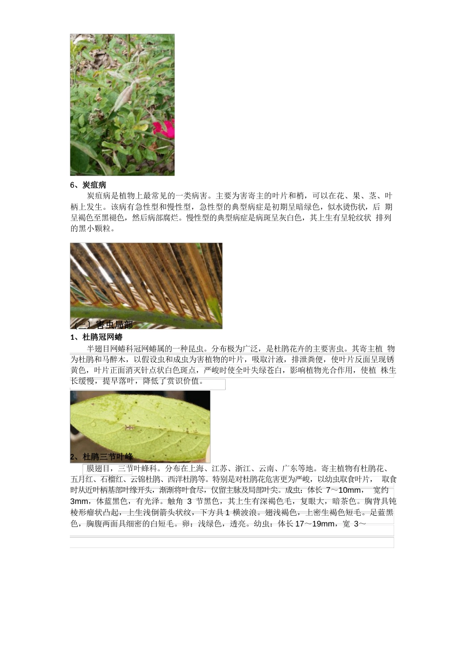 园林植物病虫害调查报告_第3页