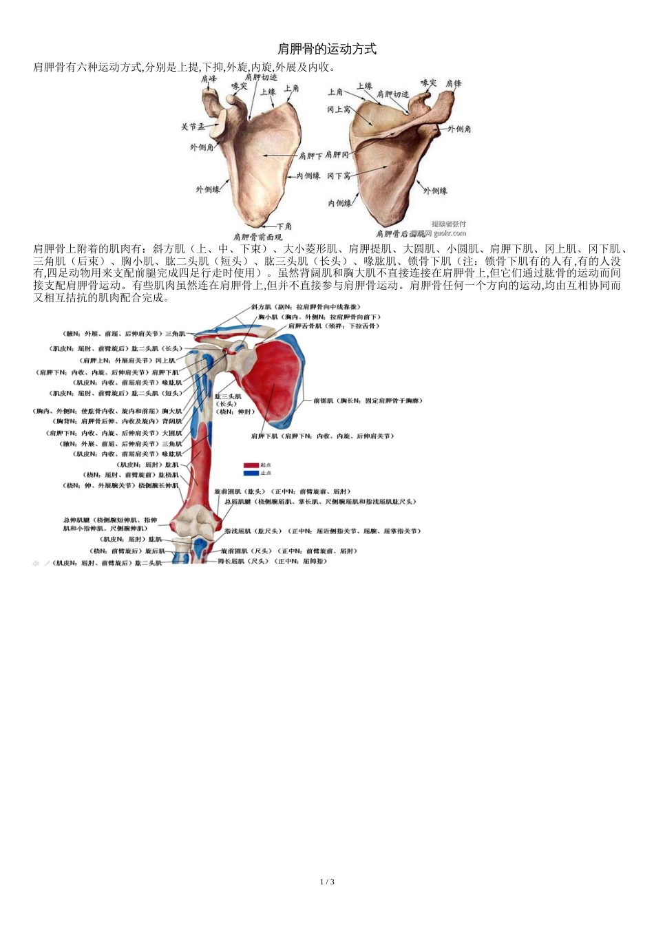 肩胛骨的运动方式[共3页]_第1页