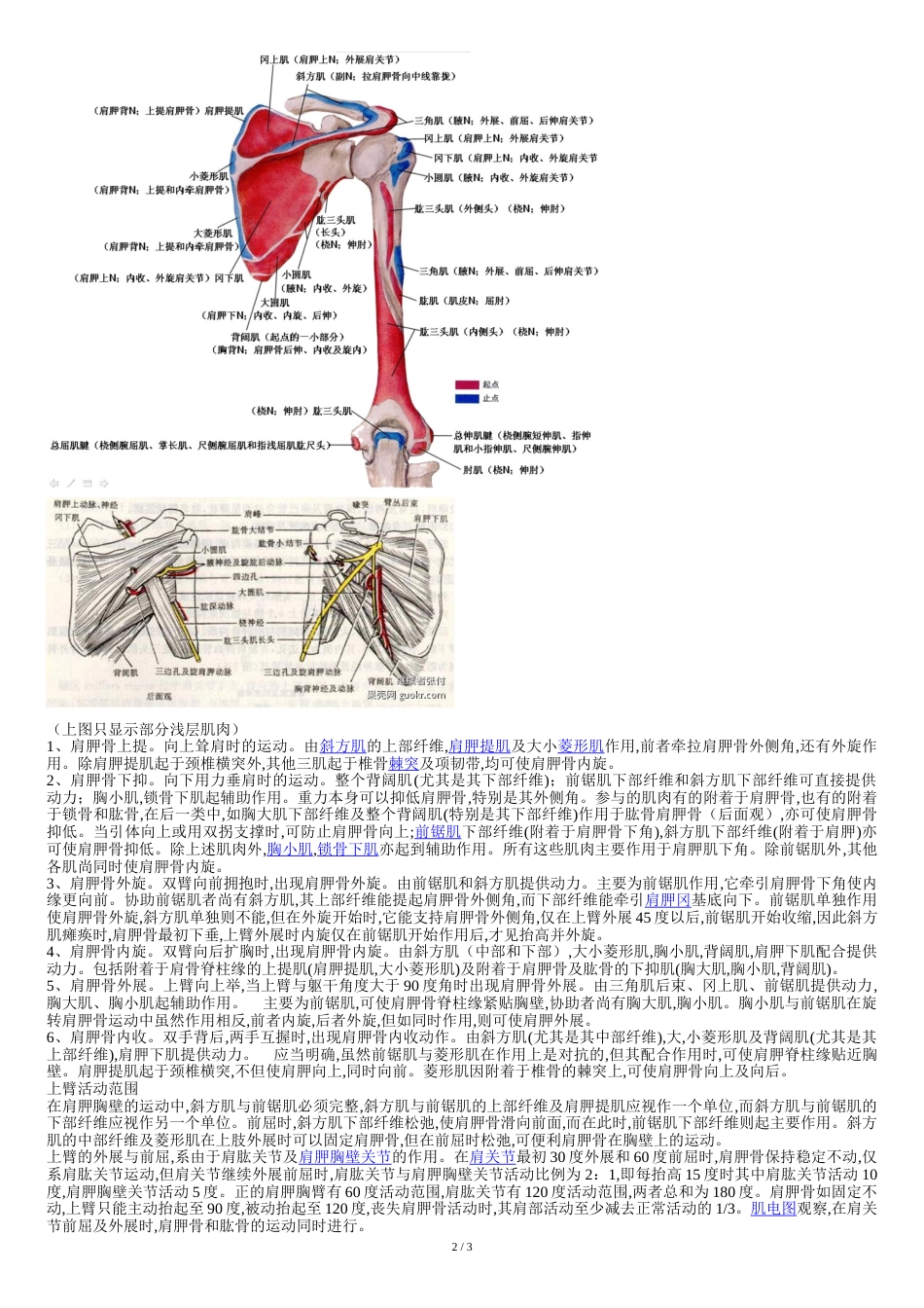 肩胛骨的运动方式[共3页]_第2页