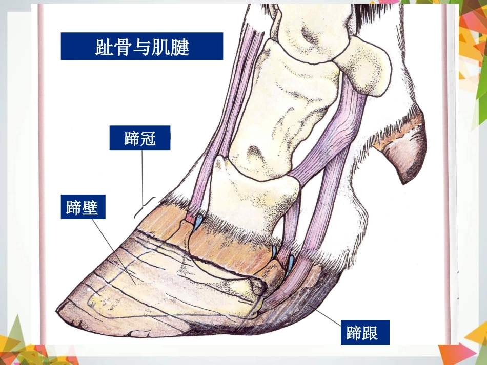 奶牛修蹄技术标准_第3页