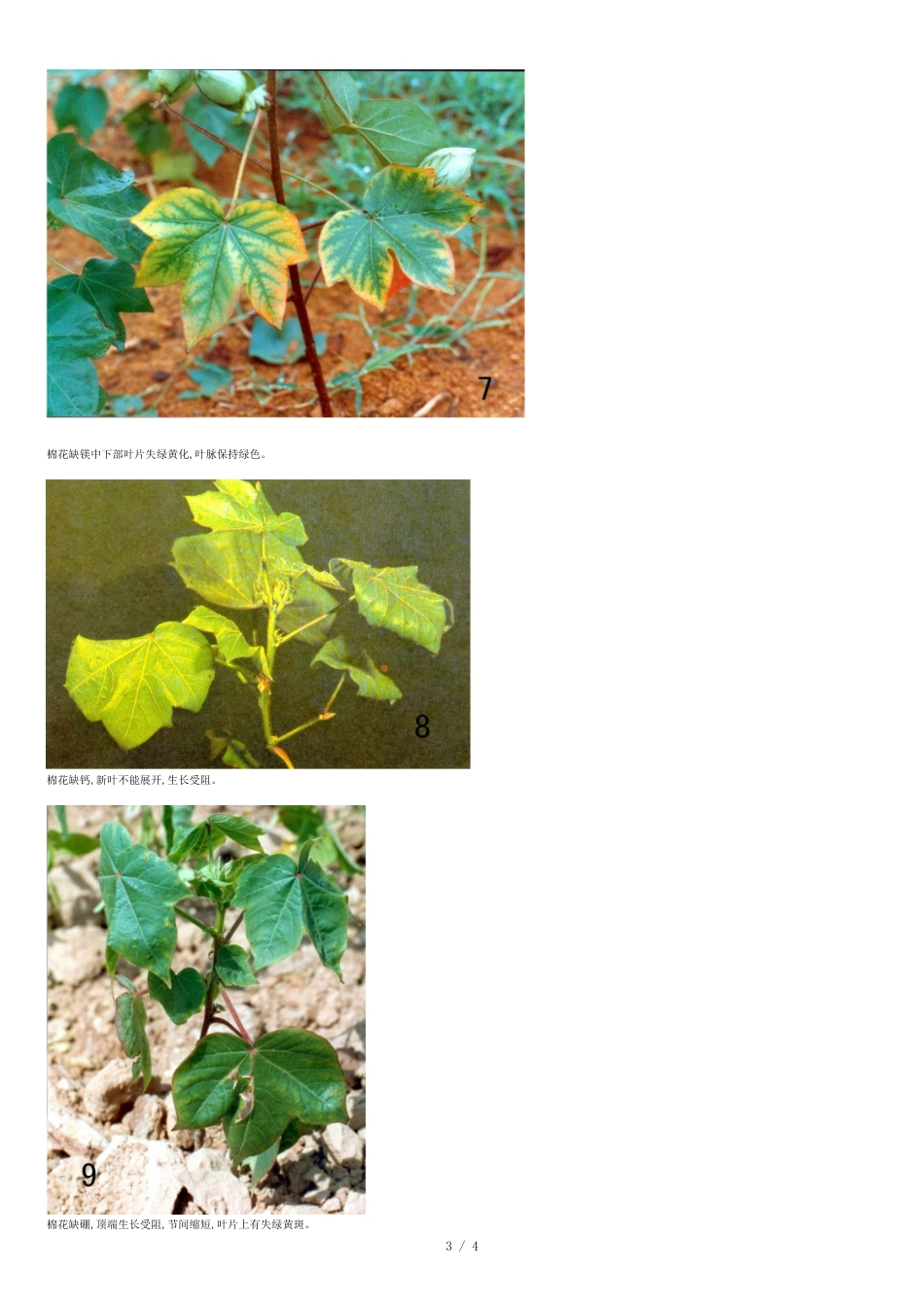 棉花缺素图谱[共5页]_第3页