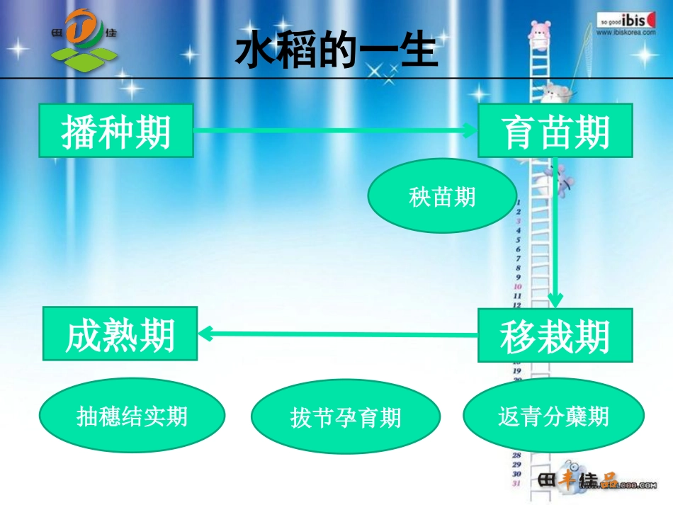 水稻全生育期[共52页]_第2页