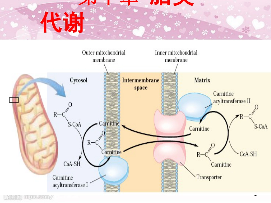 2011脂类代谢[共109页]_第1页