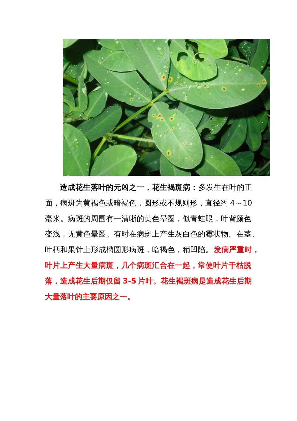 花生中后期管理如何做到花生活秆成熟保证花生不落叶不落果_第2页