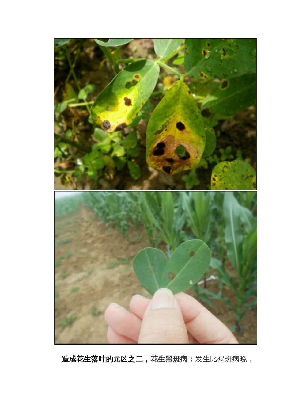 花生中后期管理如何做到花生活秆成熟保证花生不落叶不落果_第3页