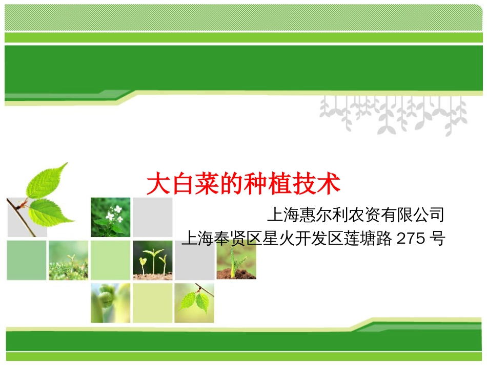 《大白菜的种植技术》PPT课件_第1页