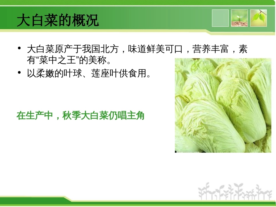 《大白菜的种植技术》PPT课件_第3页