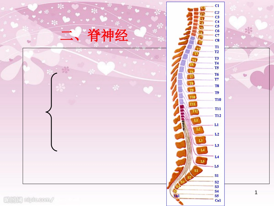 31对脊神经走形与支配[共38页]_第1页