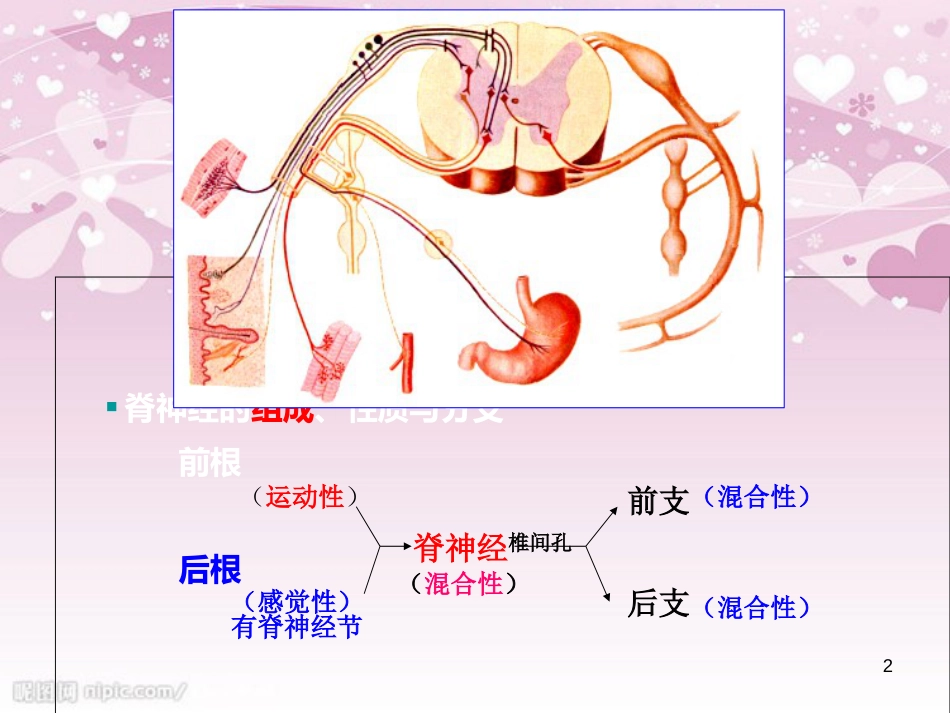 31对脊神经走形与支配[共38页]_第2页