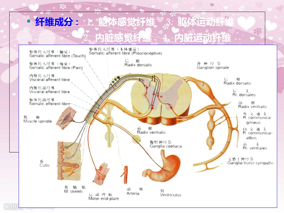 31对脊神经走形与支配[共38页]_第3页