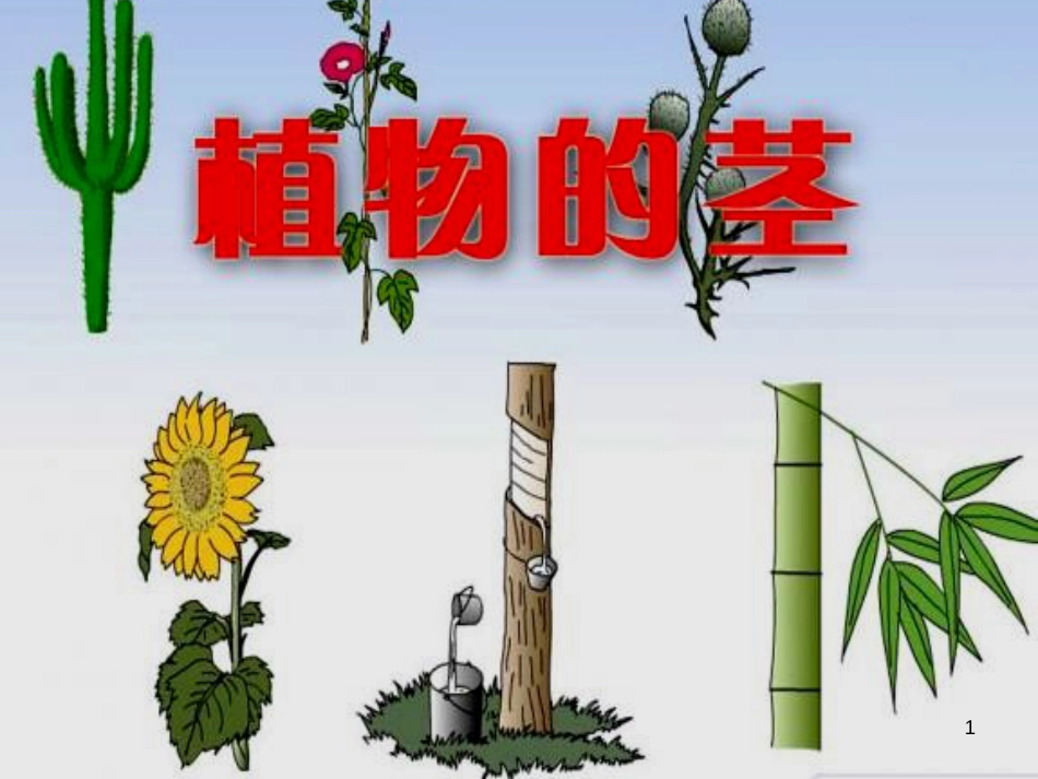 《植物的茎》ppt课件[共26页]_第1页