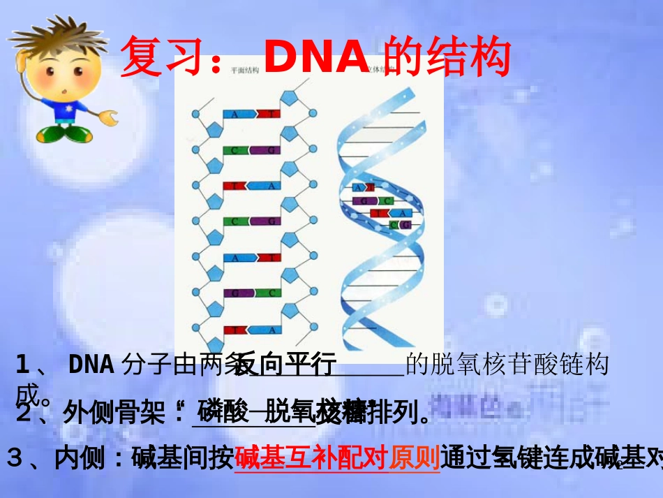 DNA的复制——过程[共19页]_第2页