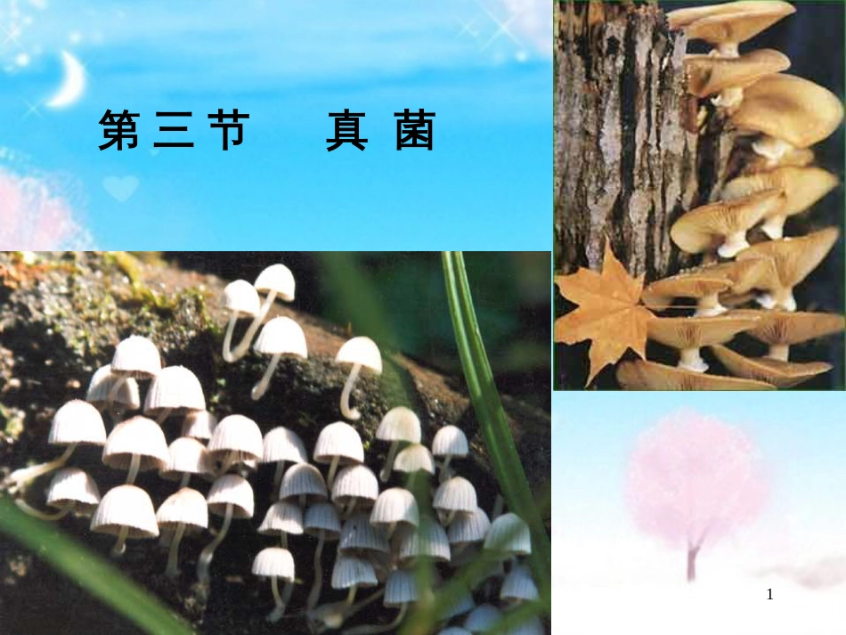 八年级生物上-第5单元第4章-第三节-真菌1-课件人教版_第1页