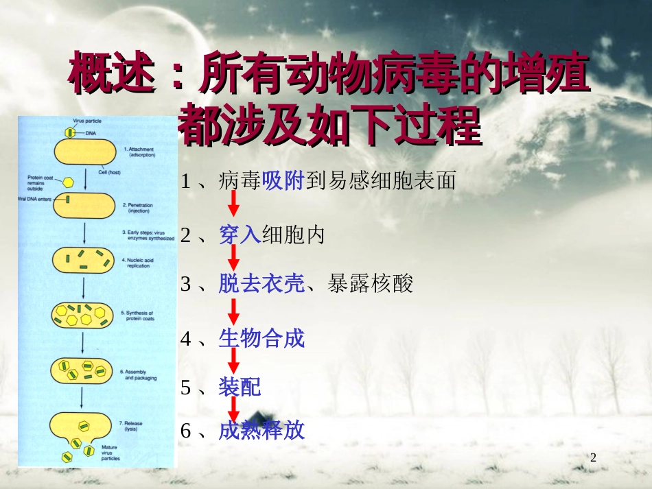 病毒的复制[共42页]_第2页