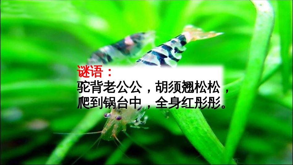 部编人教版三年级下册小虾[共35页]_第1页