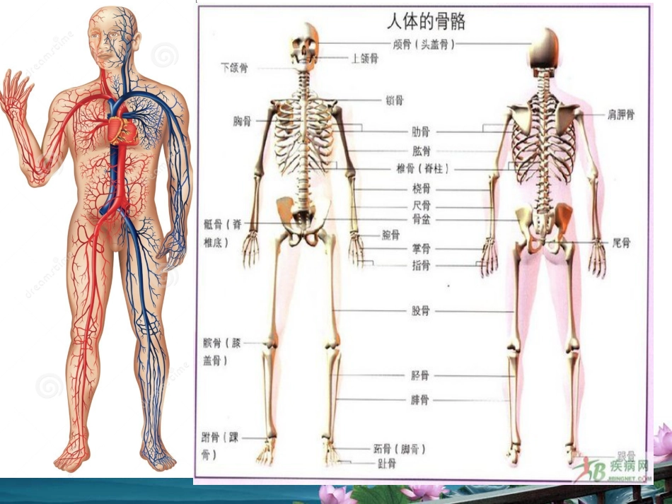 藏象学说--五脏六腑[共89页]_第3页