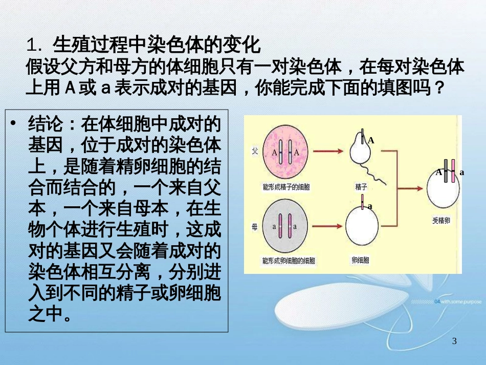 第20章 生物的遗传与变异性别和性别决定_第3页