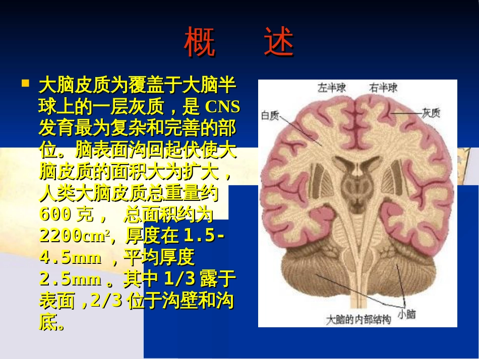 大脑皮质结构与功能分区4[共31页]_第2页