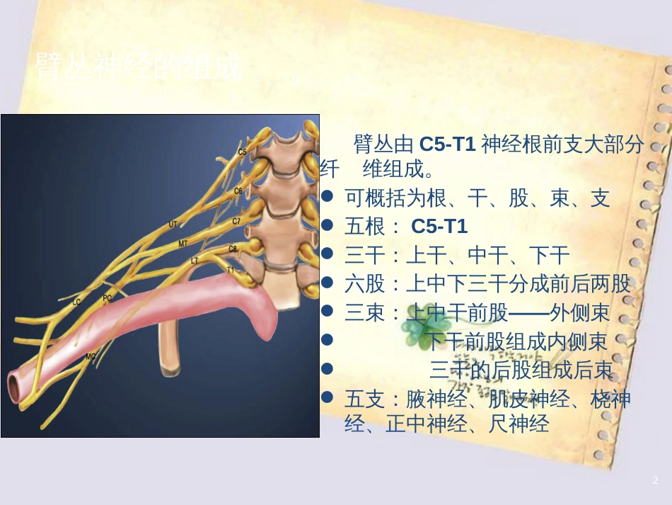 磁共振臂丛神经解剖及成像技术[共30页]_第2页