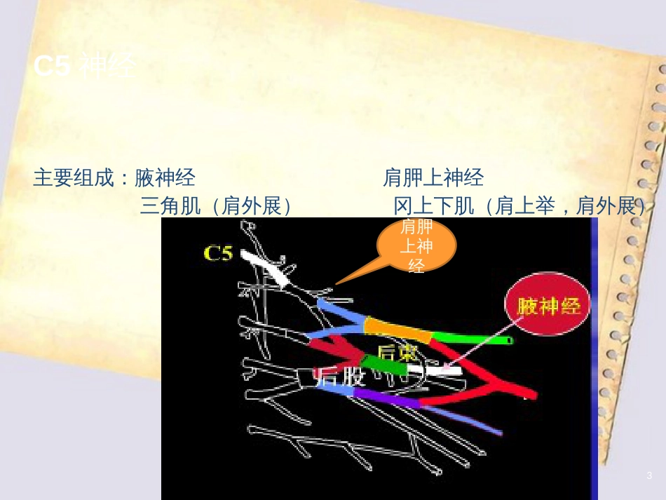 磁共振臂丛神经解剖及成像技术[共30页]_第3页