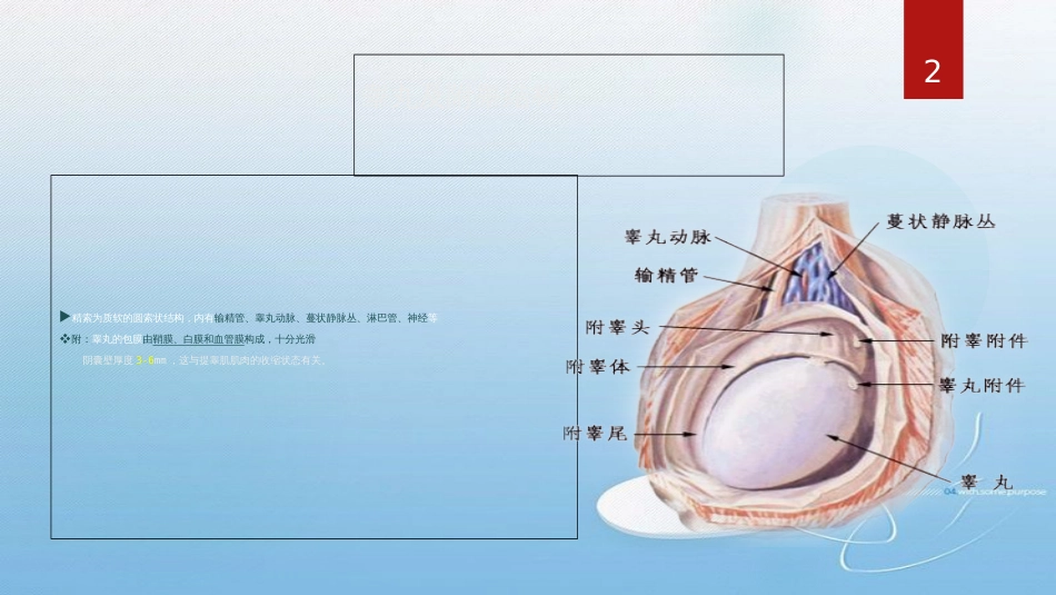 睾丸及附件扭转超声表现[共29页]_第2页