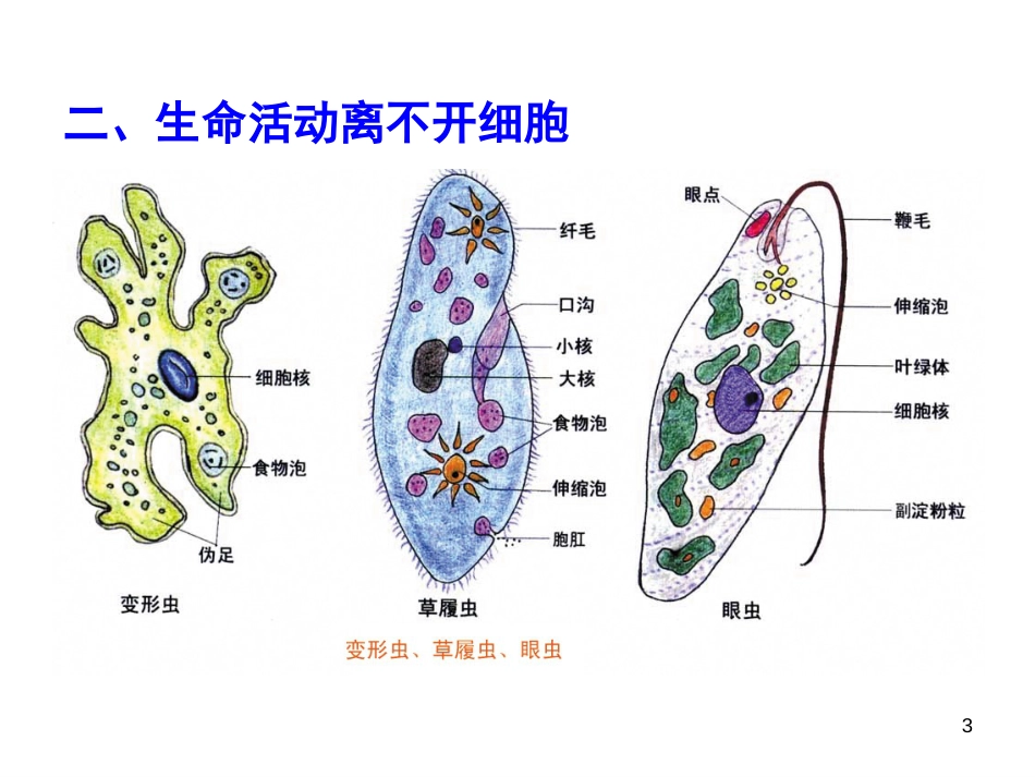 高三生物第一轮复习--必修一全套课件[共272页]_第3页